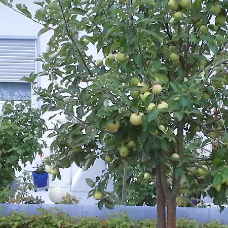 Apartmán Galina 1 *