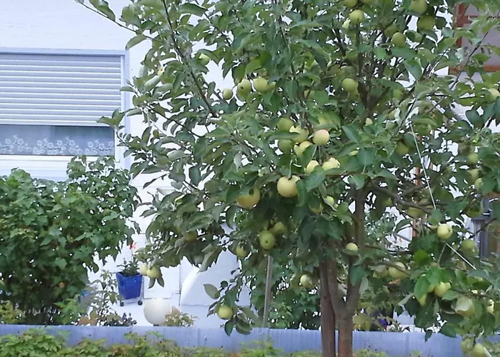 Apartment Galina 1 *