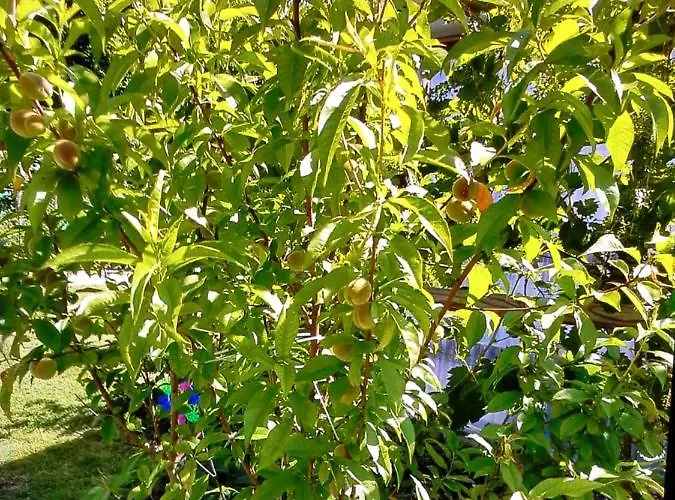 Apartment Galina 1 *